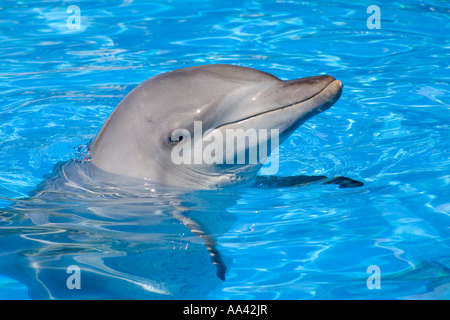 Indopazifischer großer Delfin, Tursiops Aduncus, Gefangenschaft Stockfoto