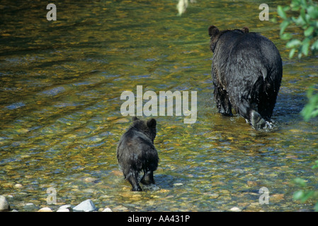 Grizzly Bear säen mit Cub Creek Knight Inlet-Britisch-Kolumbien Stockfoto