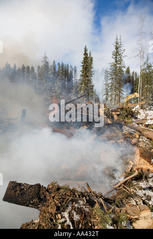 Verbrennung von Mountain Pine Beetle infiziert Kiefer Bäume Houston Britisch-Kolumbien Stockfoto