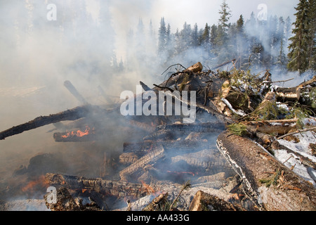 Verbrennung von Mountain Pine Beetle infiziert Kiefer Bäume Houston Britisch-Kolumbien Stockfoto