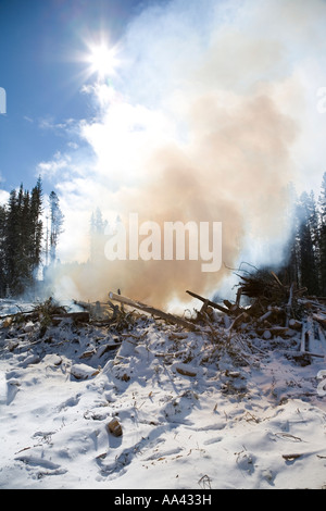 Verbrennung von Mountain Pine Beetle infiziert Kiefer Bäume Houston Britisch-Kolumbien Stockfoto