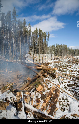 Verbrennung von Mountain Pine Beetle infiziert Kiefer Bäume Houston Britisch-Kolumbien Stockfoto