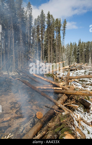 Verbrennung von Mountain Pine Beetle infiziert Kiefer Bäume Houston Britisch-Kolumbien Stockfoto