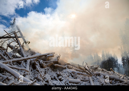 Verbrennung von Mountain Pine Beetle infiziert Kiefer Bäume Houston Britisch-Kolumbien Stockfoto