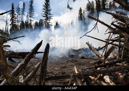 Verbrennung von Mountain Pine Beetle infiziert Kiefer Bäume Houston Britisch-Kolumbien Stockfoto