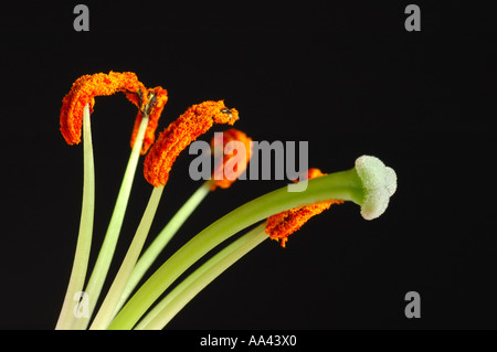 Anatomie einer Tulpe Blume Staubgefäße, Stigmatisierung und Stempel Stockfoto