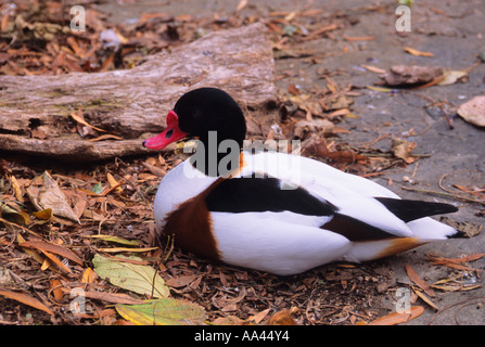 USA New York New York City NYC Central Park Kinder Zoo gemeinsame Brandgans Stockfoto