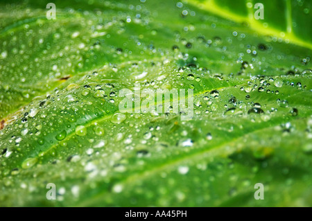 Elefanten-Ohr - Xanthosoma Stockfoto