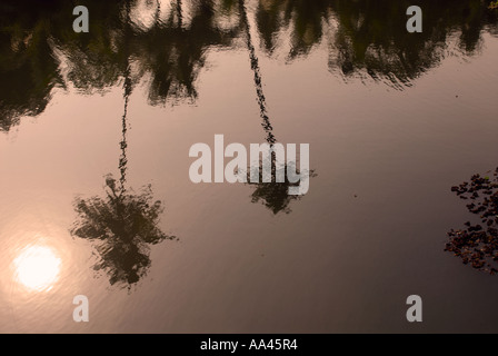 Reflexionen der Palmen in das Stille Wasser auf den Backwaters von Kerala Stockfoto