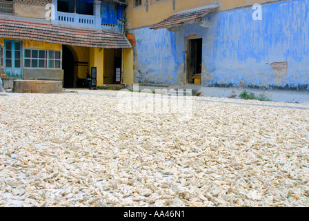 Cochin, Kerala. Frischer Ingwer ausgebreitet auf dem Boden in einem Innenhof, wo es in der Sonne trocknet. Stockfoto