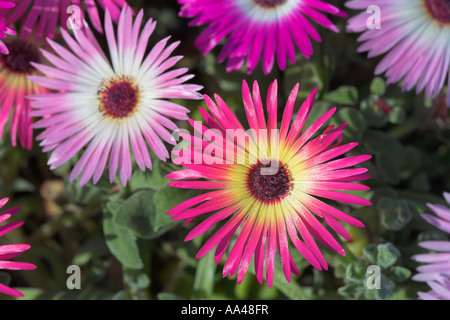 Rosa, gelb und lila und weißen Aster Blütenköpfe Stockfoto