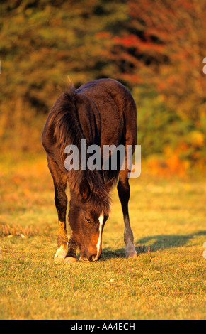 Pferd in der New Forest National Park Stockfoto