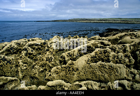 Kalkstein Pflaster des Burren, Irland Stockfoto