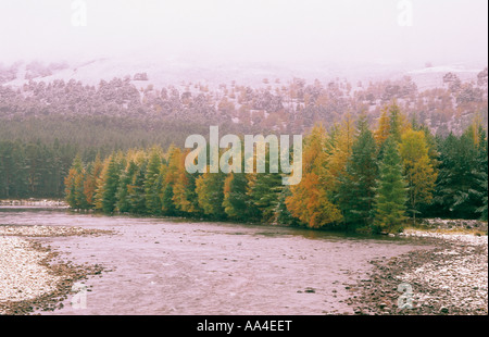 Lärchen und Fluss in die Cairngorm im Herbst Stockfoto