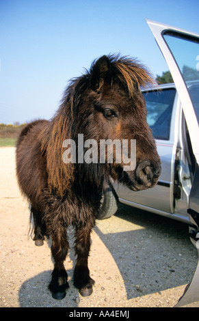 New Forest Pony neben Autotür Stockfoto