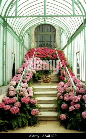 Hortensien in die königlichen Gewächshäuser von Laeken Brüssel Belgien Stockfoto