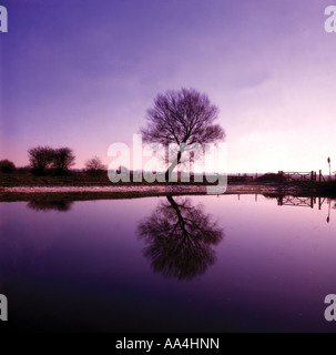 Cripps Fluss Willow Tree Reflexion Somerset England UK Stockfoto