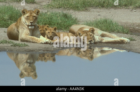 Nahaufnahme von zwei Löwinnen und eine Hälfte gewachsen Cub Serengeti Nationalpark Tansania Ostafrika Stockfoto