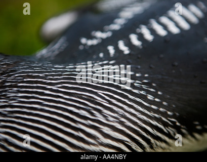 Hautnah am Hals von einer schwarzen throated diver Stockfoto