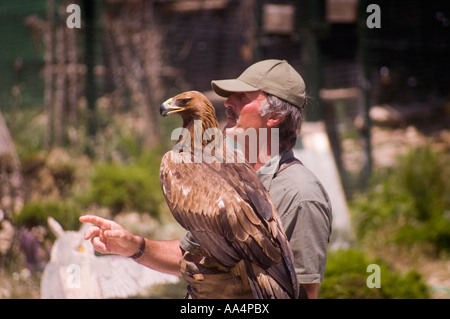 Falkner, Benalmadena, Costa Del Sol, Spanien Stockfoto