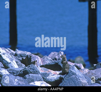 California Grundeichhörnchen Citellus Beecheyi entlang der Bucht von San Francisco Kalifornien USA Stockfoto