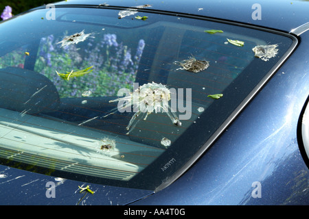 Taubenkot auf Autofenster Windschutzscheibe Stockfoto