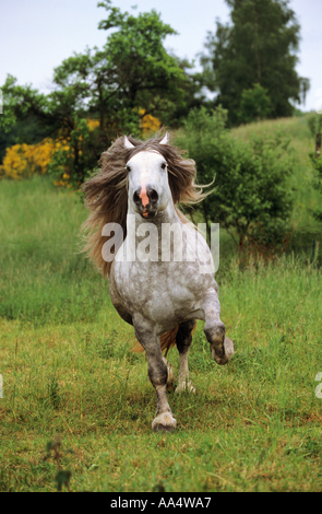 Tschechische Coldblood Pferd - Galopp Stockfoto