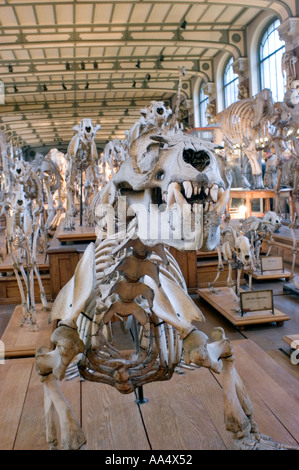 Paris Frankreich, Naturkundemuseum, Paläotologieausstellung im Inneren des Musee d'Histoire Naturelle Mammouth im Dinosaurier Stockfoto