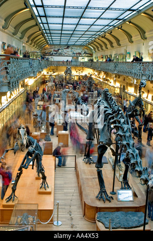 Paris, Frankreich, Weitwinkelblick, Innenansicht im Naturkundemuseum, Dinosaurierskelette „Le Musee National d'Histoire Naturelle“ Stockfoto