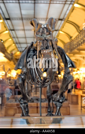 Paris, Frankreich, Nacht im Naturkundemuseum „Dinosaur Skeleton“ Ausstellung Mammoth „Dinoceras Mirabico“ Museumshistoire naturelle paris Stockfoto