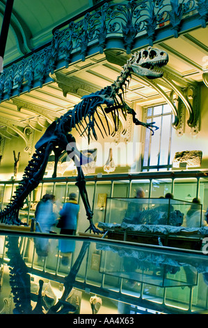 Paris frankreich, „Museumsabend“ im Naturkundemuseum, Sammlung der Dinosaurier-Skeleton-Ausstellung, Museumshistoire naturelle paris Stockfoto