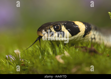 Grass Snake - lambently / Natrix Natrix Stockfoto