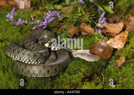 Ringelnatter (Natrix natrix) beobachten Römische Schnecke, Escargot (Helix pomatia) Stockfoto