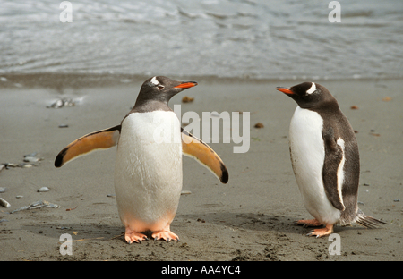 zwei Gentoo Pinguine am Strand Stockfoto