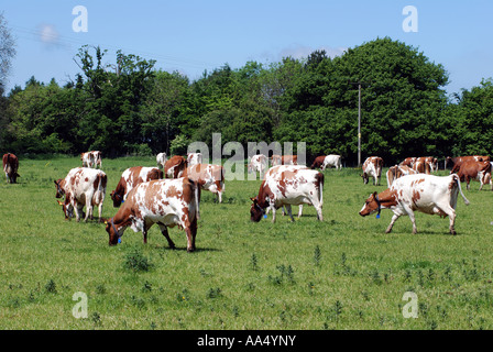 Molkerei Vieh, Gloucestershire, England, UK Stockfoto