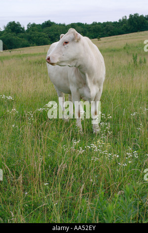 Weiße Kuh ansehen unter den Wildblumen im ländlichen Bereich Stockfoto