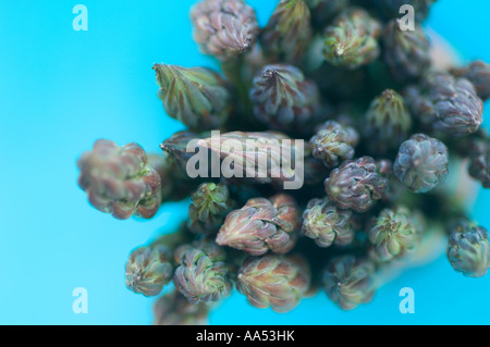 Grüne Spargelspieße auf blauem Hintergrund, von oben gesehen, mit Blick auf Spitzen. Stockfoto