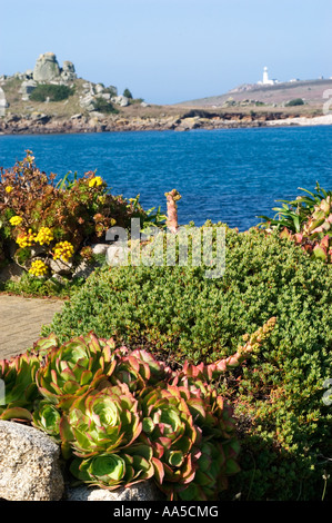 Succulants auf Tresco, Isles of Scilly, UK, mit Meer, Felsen und dem Leuchtturm in Ferne Stockfoto