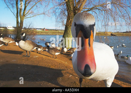 Höckerschwan, sehr nah an der Kamera Blick auf Viewer, Pitsford Reservoir Northamptonshire, Januar Stockfoto