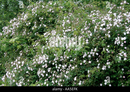 Pauls Himalayan Musk Rose ist ein robuster Rambler mit einem einzigen glorreichen Flush Intenesely duftenden Blüten im Juni Stockfoto