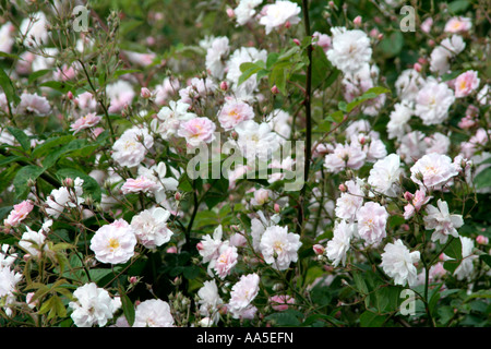 Pauls Himalayan Musk Rose ist ein robuster Rambler mit einem einzigen glorreichen Flush Intenesely duftenden Blüten im Juni Stockfoto