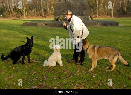 Hundetraining. Frau unterrichtet 3 Hunde Stockfoto