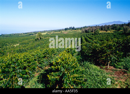 Landwirtschaft - Kona Kaffee Plantage / Hawaii, Hawaii, USA. Stockfoto