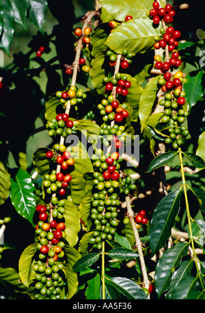 Landwirtschaft - Reifen und unreifen Kona Kaffeekirschen Bohnen auf dem Baum / Hawaii, Hawaii, USA. Stockfoto