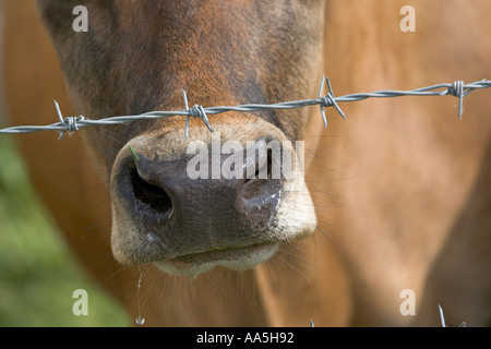 Jersey Kuh und Stacheldrahtzaun Hertfordshire Stockfoto