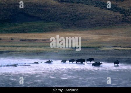 Gruppe von Bisons über Yellowstone River in den frühen Morgenstunden Stockfoto