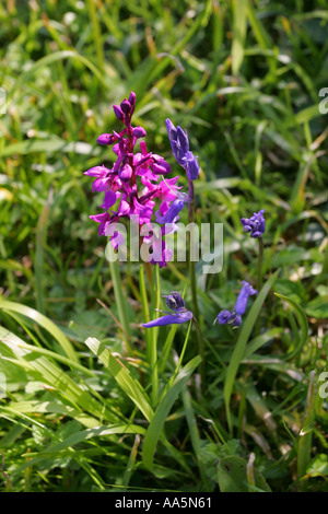 Seltene rosa wilde Orchideen wachsen neben der gemeinsamen britischen Glockenblume Blüte auf Gemeindeland in South Devon England UK Großbritannien GB Stockfoto