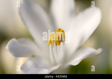 Weiße Agapanthus Blume in der Nähe von Makro Stockfoto