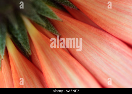 Gerbera Barberton Daisy Blume Stockfoto