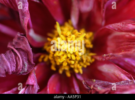 Nahaufnahme von Mitte des welken rot Dahlia von oben Stockfoto